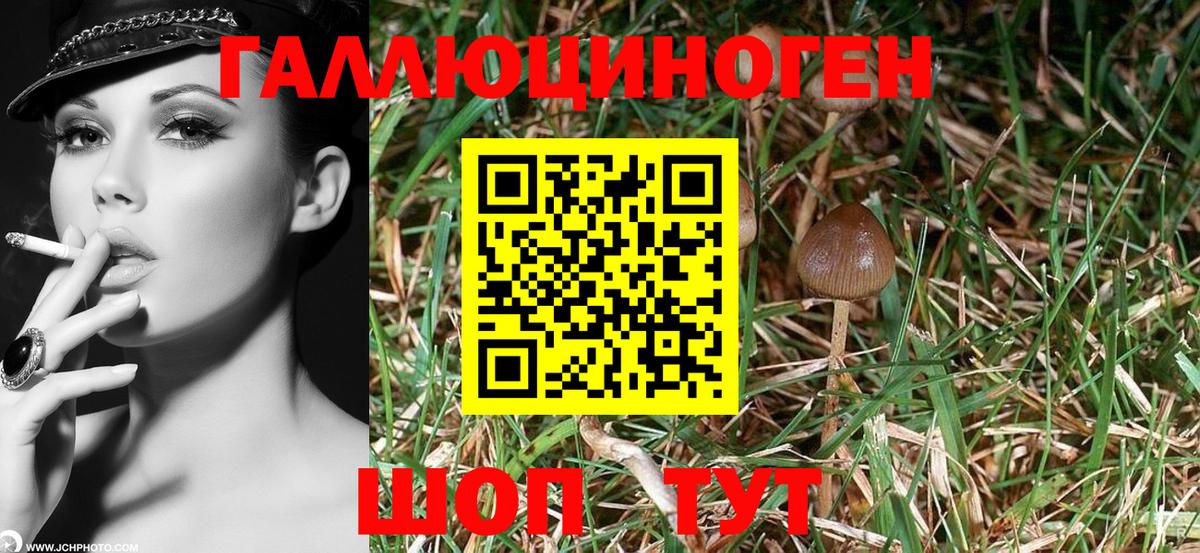 Псилоцибиновые грибы Psilocybe  Галлюциногенные грибы Psilocybe  Чапаевск 